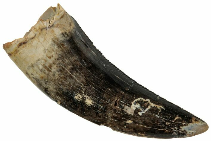 Serrated, Fossil Tyrannosaur (Nanotyrannus?) Tooth - Montana #315055